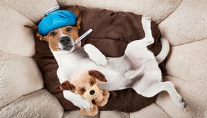 Hundekrankenversicherung