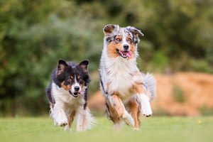 Australian Shepherd