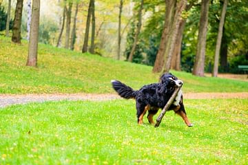 Berner Sennenhund spielt im Wald