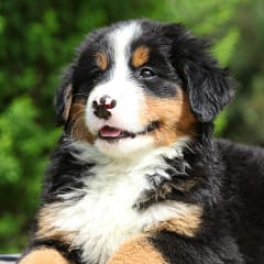 Berner Sennen Welpe