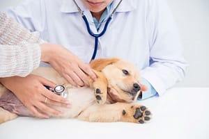 Hundeversicherung Tierarztkosten